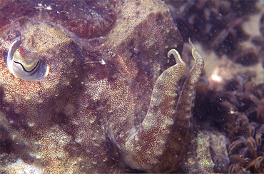 Close up of cuttlefish. UK