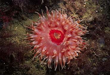 Anemone. Scotland, UK