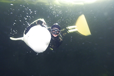 beluga whale in the white sea with Julia Petrik