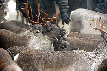 sorting out reindeer in pen before going to market