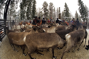 reindeer in pen in Lapland