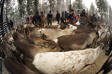 reindeer in pen in Lapland