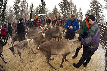 sorting out reindeer in pen before going to market