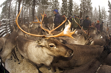 reindeer in pen in Lapland