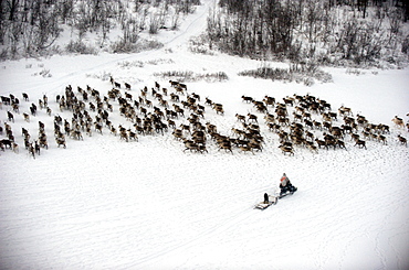 herding reindeer across the artic circle in Lapland