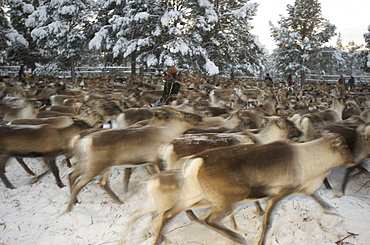 reindeer in pen in Lapland