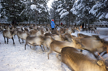 reindeer in pen in Lapland