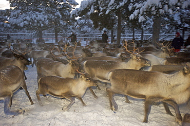 reindeer in pen in Lapland