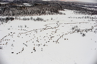 herding reindeer across the artic circle in Lapland