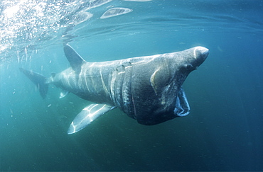 basking shark feeding in the UK, 