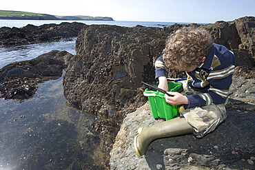 & year old boy rockpooling in Devon. UK