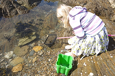 Young 5 year old girl rockpooling in Devon . UK 