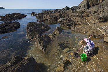 Young 5 year old girl rockpooling in Devon . UK 