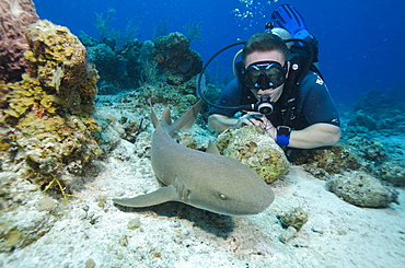 Close encounters with Nurse shark on G Spot Reef, Turks and Caicos, West Indies, Caribbean, Central America