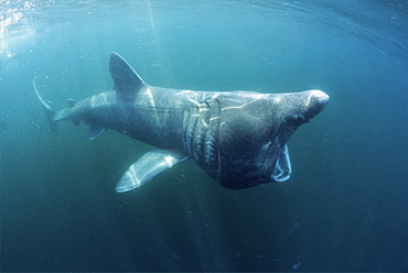 basking shark feeding in the UK, 