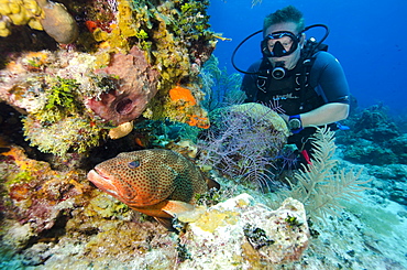 Diver enjoys watching a grouper hiding in the coral heads in  Turks and Caicos, West Indies, Caribbean, Central America