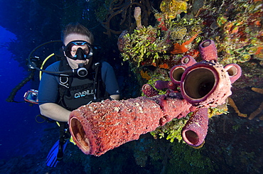 Diver enjoying the tube sponges on a wall dive in the Turks and Caicos, West Indies, Caribbean, Central America