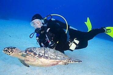 Green turtle cruising the reef with diver, Turks and Caicos, West Indies, Caribbean, Central America