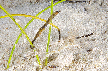 Two pipe horses hiding in the seagrasses, Turks and Caicos, West Indies, Caribbean, Central America