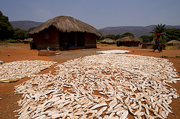 Cassava drying in the sun, Talpia, Zambia, Africa