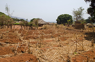 Dry crops in a village in Africa, Talpia, Zambia, Africa