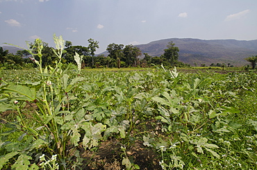 Okra fields on the banks of Lake Tanganyika, Talpia, Zambia, Africa