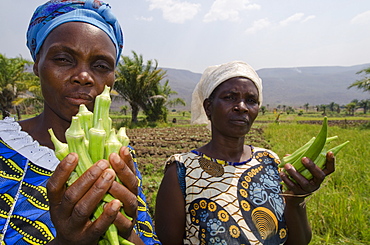 Local viillagers collect okra crop growing near Talpia Village on Lake Tanganyika, Zambia, Africa