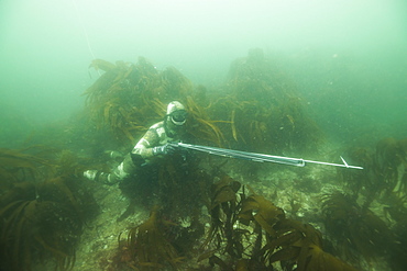 British Spearfishing Championships, Thurlestone. Devon, England, United Kingdom, Europe