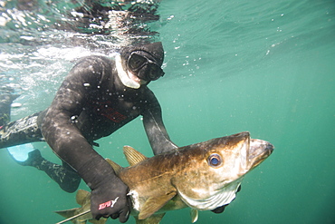 British Spearfishing Championships, Thurlestone. Devon, England, United Kingdom, Europe