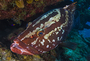 Nassau grouper, Bahamas, West Indies, Central America