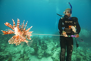 Diver collecting lionfish in the Bahamas, as they have become an invasive species, Bahamas, West Indies, Central America