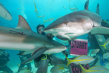 Shark feeding at Stuart Cove, Bahamas, West Indies, Central America