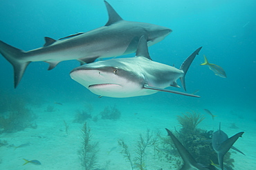 Reef sharks, Bahamas, West Indies, Central America