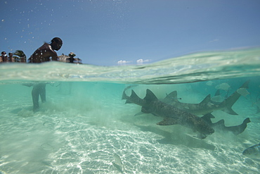 Shark feeding off the beach in the Bahamas, West Indies, Central America