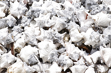 Pile of conch shells, Turks and Caicos, West Indies, Central America