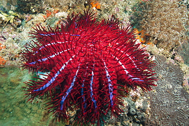 Crown of thorns starfish, Dimaniyat Islands, Gulf of Oman, Oman, Middle East