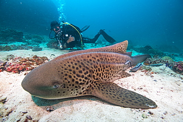 Leopard shark, Dimaniyat Islands, Gulf of Oman, Oman, Middle East