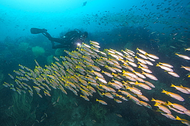 Schooling yellowtails, Dimaniyat Islands, Gulf of Oman, Oman, Middle East