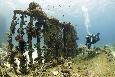 Camera being used by diver underwater on the Yolanda wreck in the Red Sea,. Egypt, North Africa, Africa