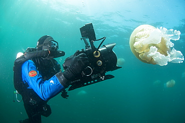 Diver with giant barrel jellyfish off the South Coast, Devon, England, United Kingdom, Europe