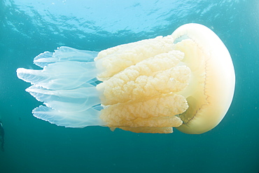 Barrel jelly fish (Rhizostoma pulmo) in United Kingdom waters, Devon, England, United Kingdom, Europe