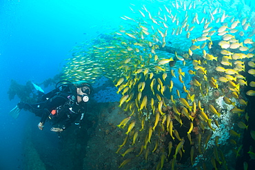 Diver swimming amongst the schooling fish on a ship wreck in Nosy Be, Madagascar, Indian Ocean, Africa