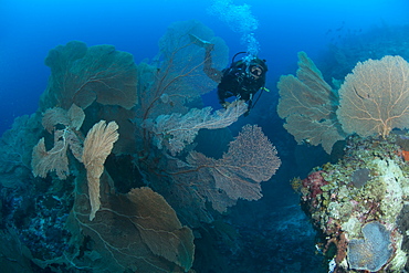 Gogonian diving on Atam Reef, Nosy Be, Madagascar, Indian Ocean, Africa