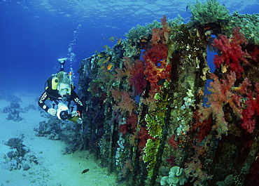 divers enjoying wreck diving in Barbados, Caribbean