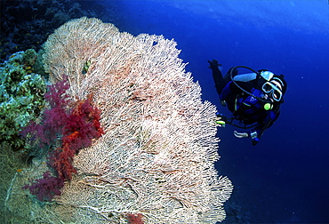 diver in the red sea with some red soft coral