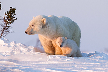 Polar bear (Ursus maritimus) and cub, Wapusk National Park, Churchill, Hudson Bay, Manitoba, Canada, North America 