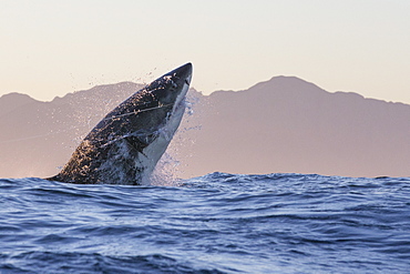 Great white shark (Carcharodon carcharias), Seal Island, False Bay, Simonstown, Western Cape, South Africa, Africa