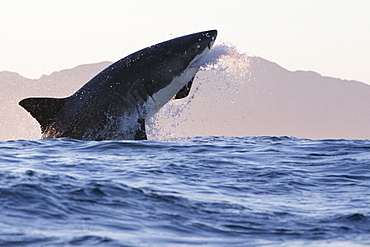 Great white shark (Carcharodon carcharias), Seal Island, False Bay, Simonstown, Western Cape, South Africa, Africa