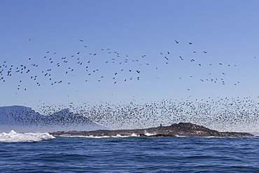 Cape cormorant (Phalacrocorax capensis), Seal Island, False Bay, Simonstown, Western Cape, South Africa, Africa