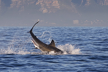 Great white shark (Carcharodon carcharias), Seal Island, False Bay, Simonstown, Western Cape, South Africa, Africa